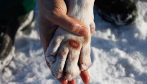 Раны у собак Фото