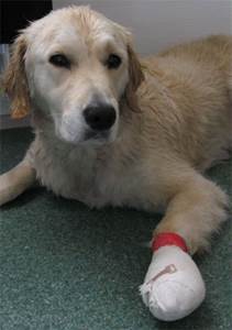 Раны у собак Фото