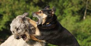 Раны у собак Фото