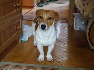 Распущенная лапа у собак Фото