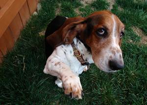 Размет грудных конечностей у собак Фото