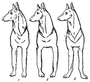 Размет грудных конечностей у собак Фото