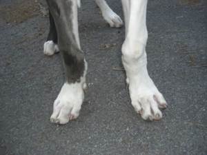 Размет грудных конечностей у собак Фото