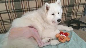 Разрыв передней крестовидной связки Фото