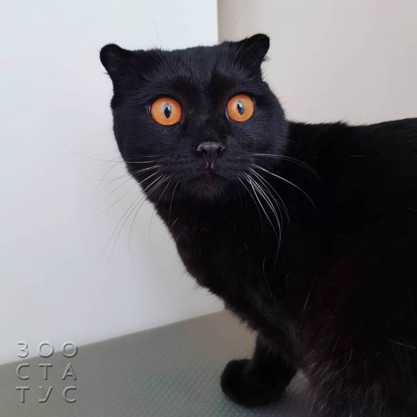 Рейтинг кормов для собак Фото рейтинг кормов для кошек