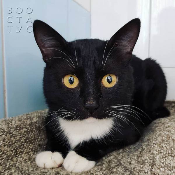 Рейтинг кормов для собак Фото рейтинг кормов для кошек