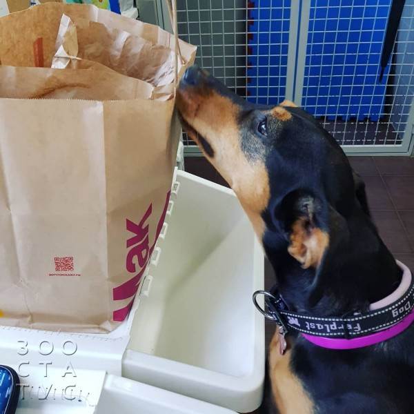 Рейтинг кормов для собак Фото рейтинг кормов для кошек