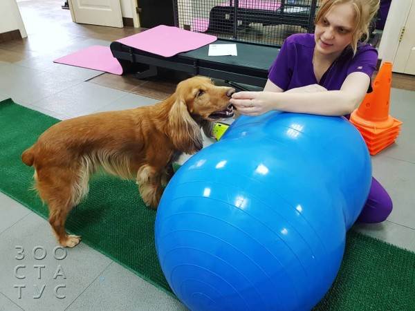 Рейтинг кормов для собак Фото рейтинг кормов для кошек