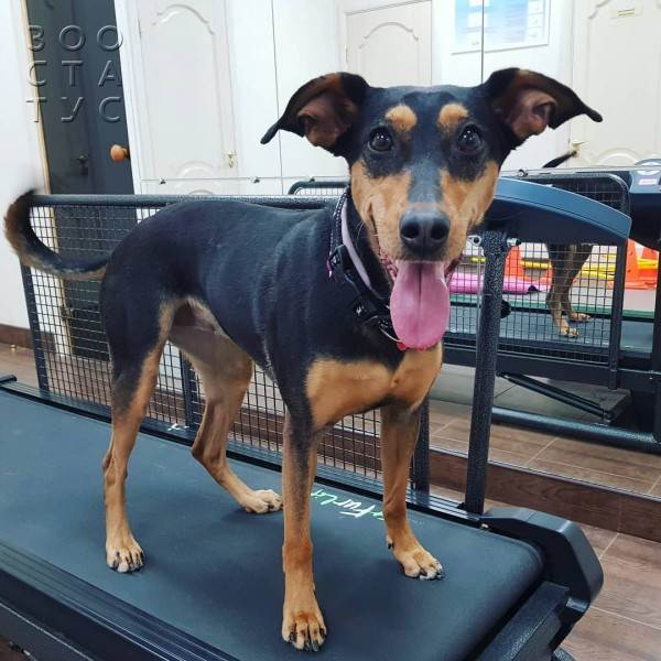 Рейтинг кормов для собак Фото рейтинг кормов для кошек