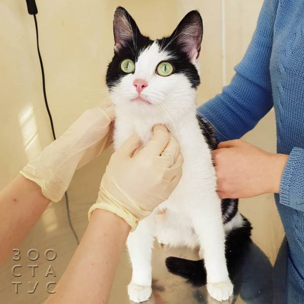 Рейтинг кормов для собак Фото рейтинг кормов для кошек