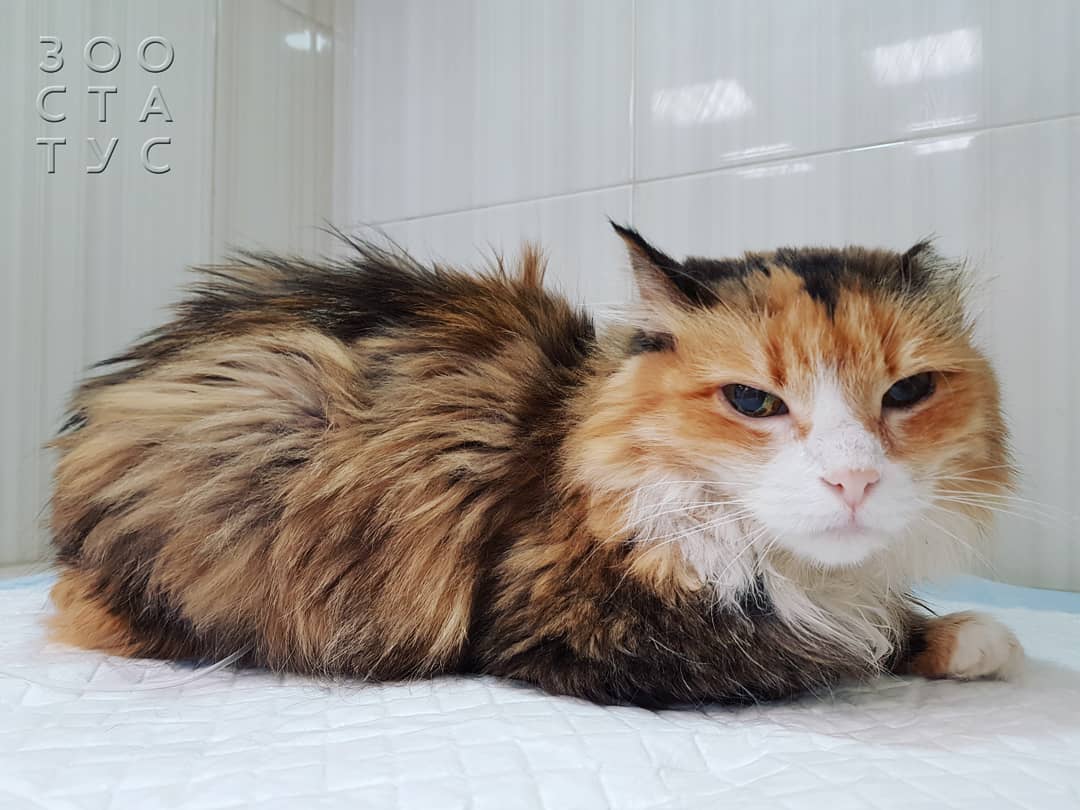 Уход за животным с заболеванием почек Фото кошки с заболеваниями почек