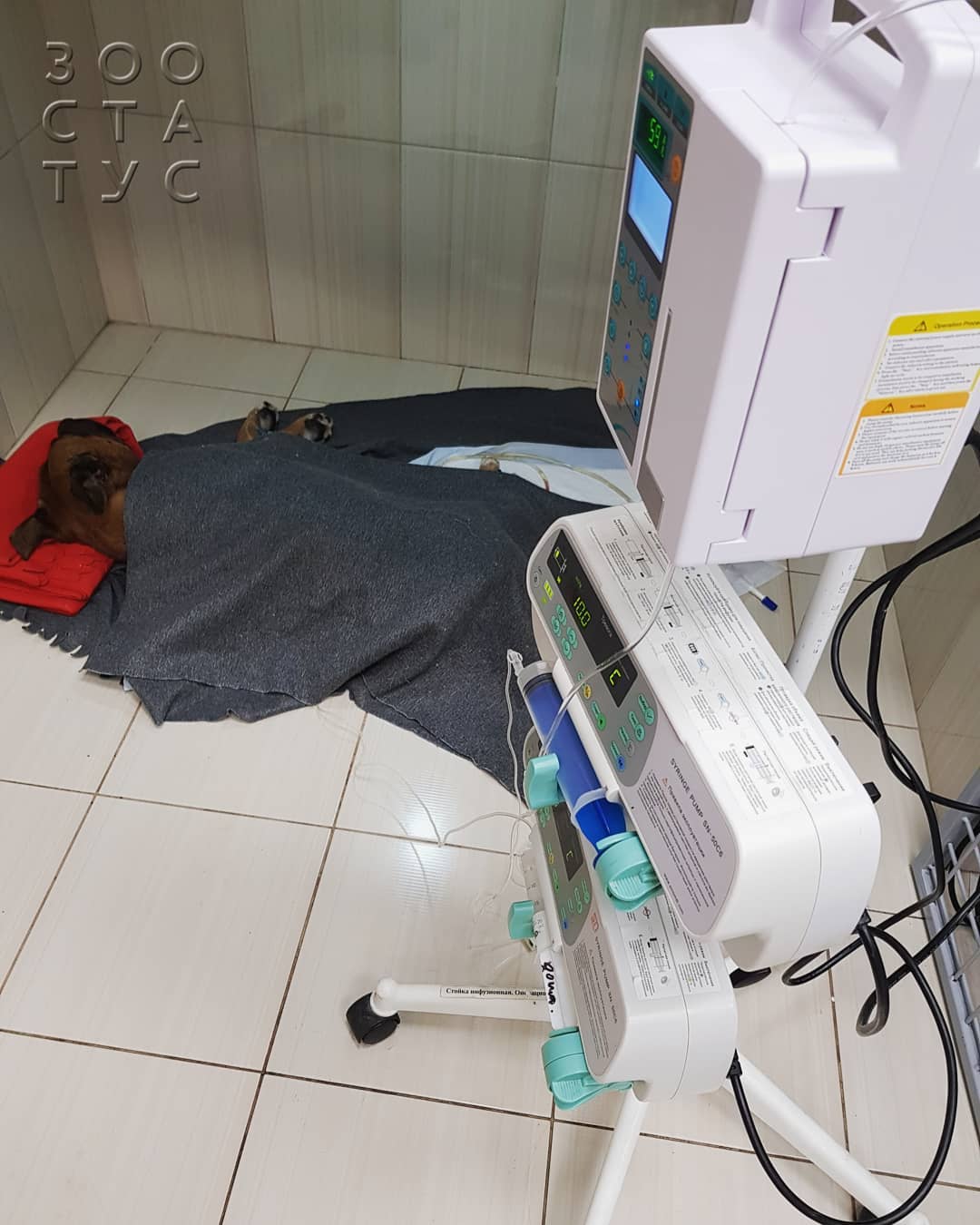 Уход за животным с заболеванием почек Фото собака с заболеваниями почек