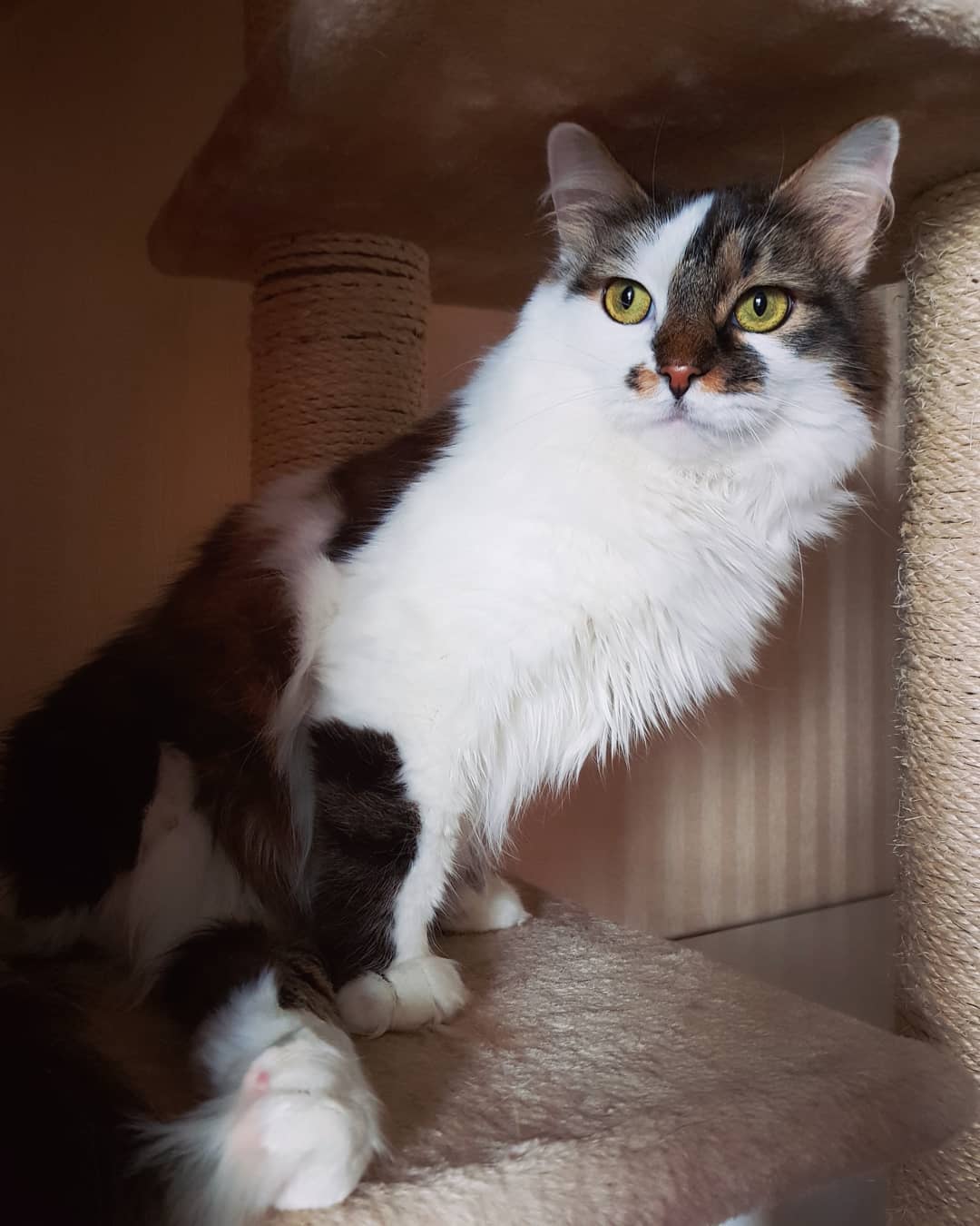 Уход за животным с заболеванием почек Фото кошки с заболеваниями почек