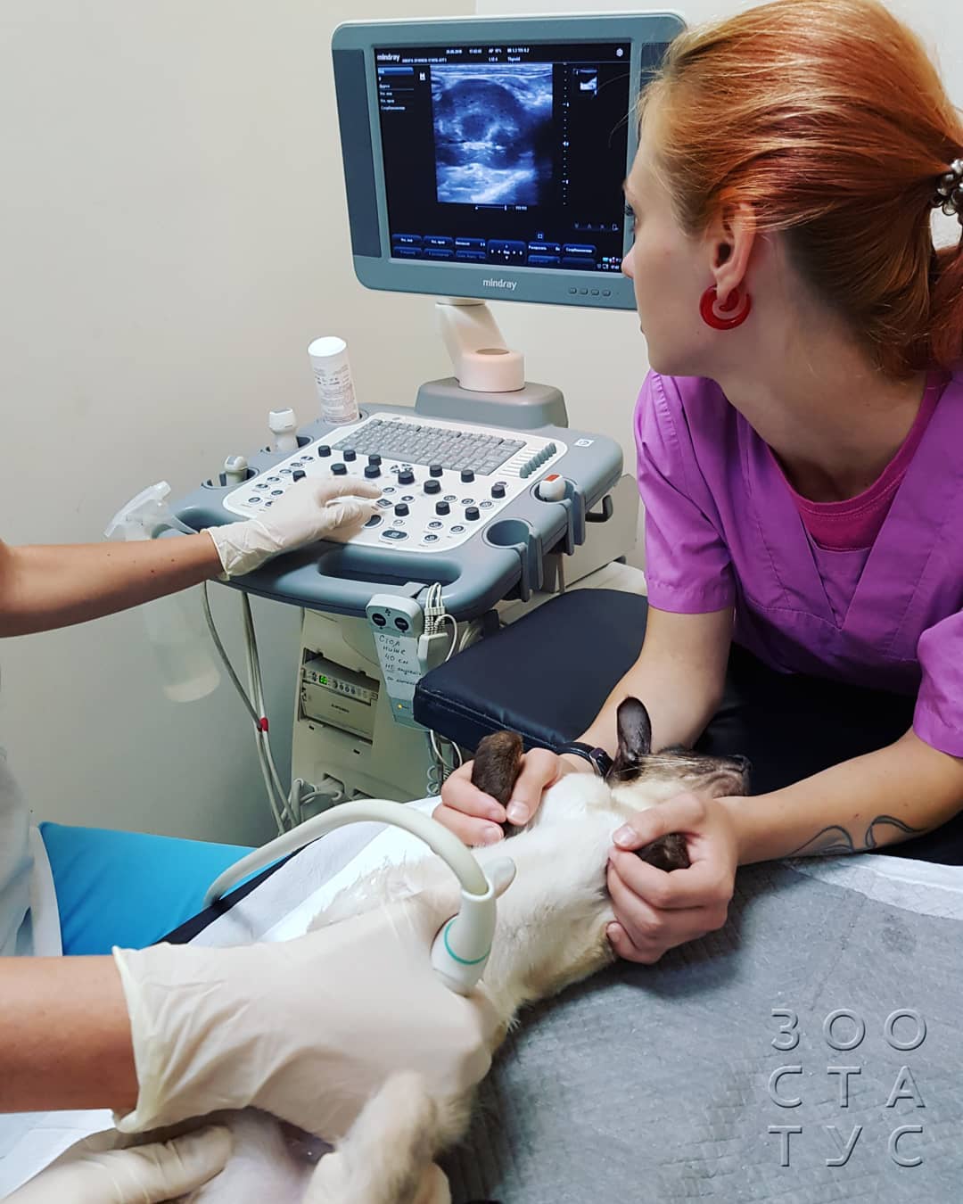 Уход за животным с заболеванием почек Фото кошки с заболеваниями почек