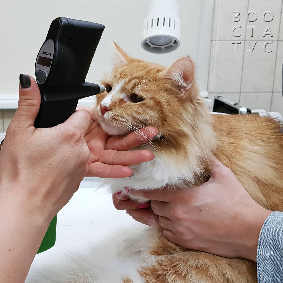 Уход за животным с заболеванием почек Фото кошки с заболеваниями почек