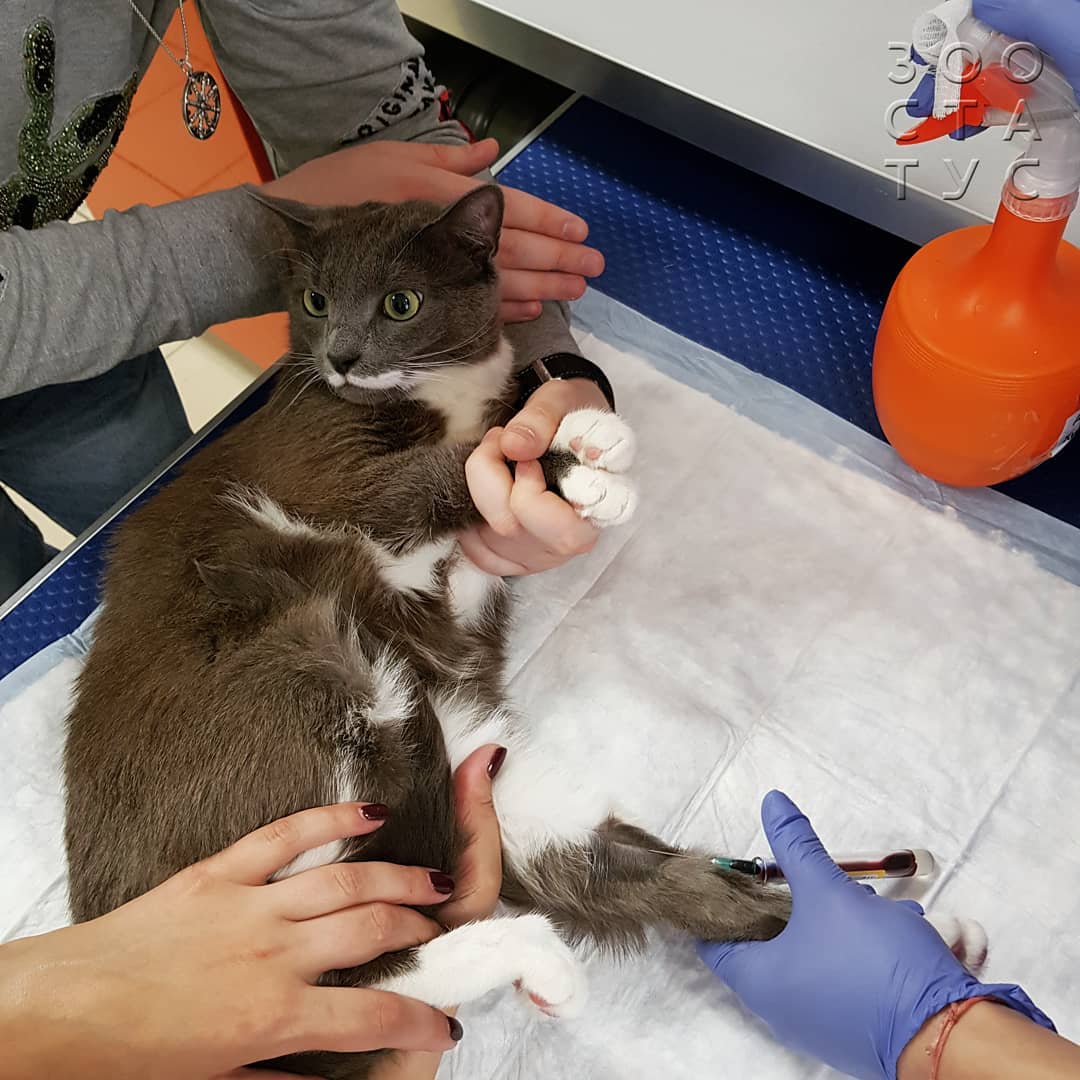 Уход за животным с заболеванием почек Фото кошки с заболеваниями почек