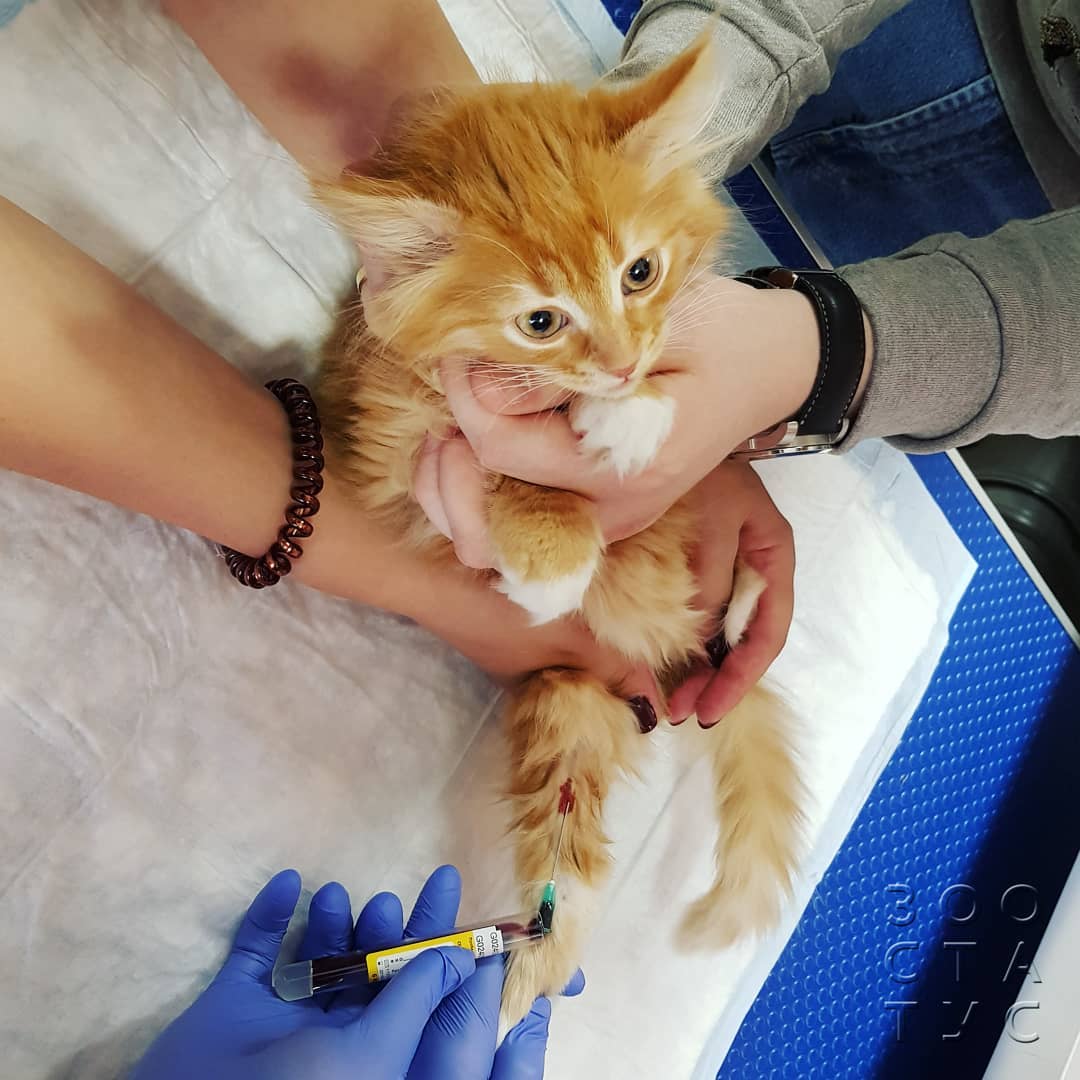 Уход за животным с заболеванием почек Фото кошки с заболеваниями почек