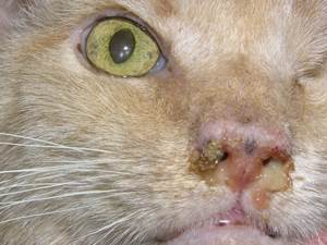Ринит у кошек Фото