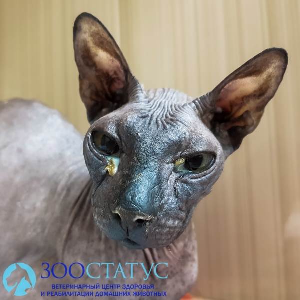 Ринотрахеит у кошек Фото герпесвирус у кошек