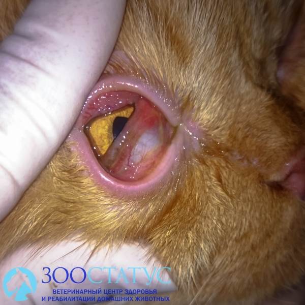 Ринотрахеит у кошек Фото герпесвирус у кошек