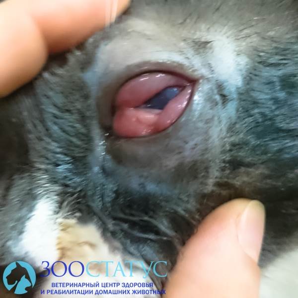 Ринотрахеит у кошек Фото герпесвирус у кошек