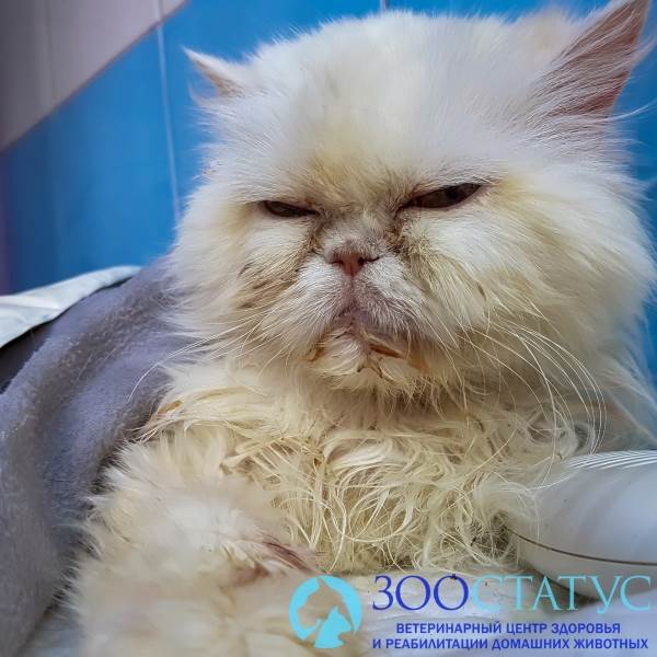 Ринотрахеит у кошек Фото герпесвирус у кошек