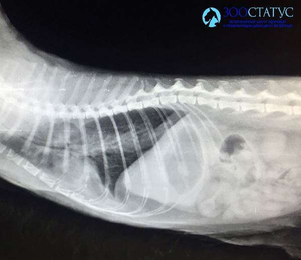 Рентген кошки с инвагинатом