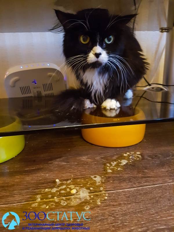 Рвота белой пеной у кошек