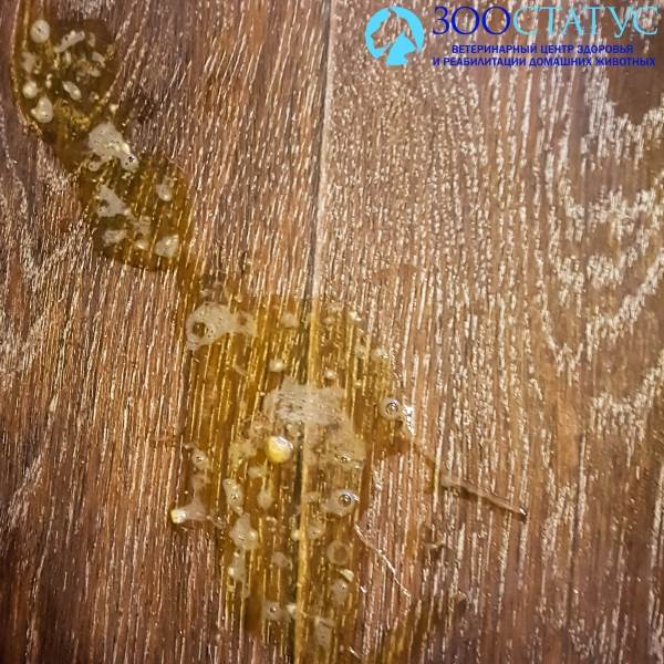 Рвота белой пеной у кошек