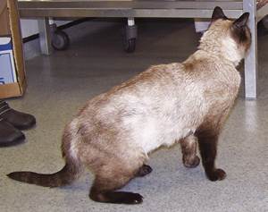 Сахарный диабет у кошек Фото