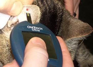 Сахарный диабет у кошек Фото