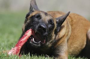 Сальмонеллез собак и кошек Фото