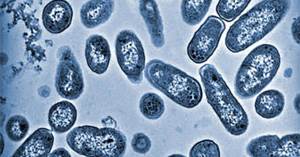 Сальмонеллез собак и кошек Фото