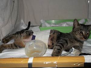 Сепсис у кошек Фото