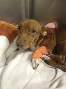 Сепсис у собак Фото