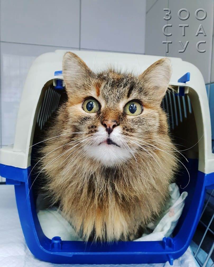 Сердечный приступ у кошек Фото инфаркт у кошки