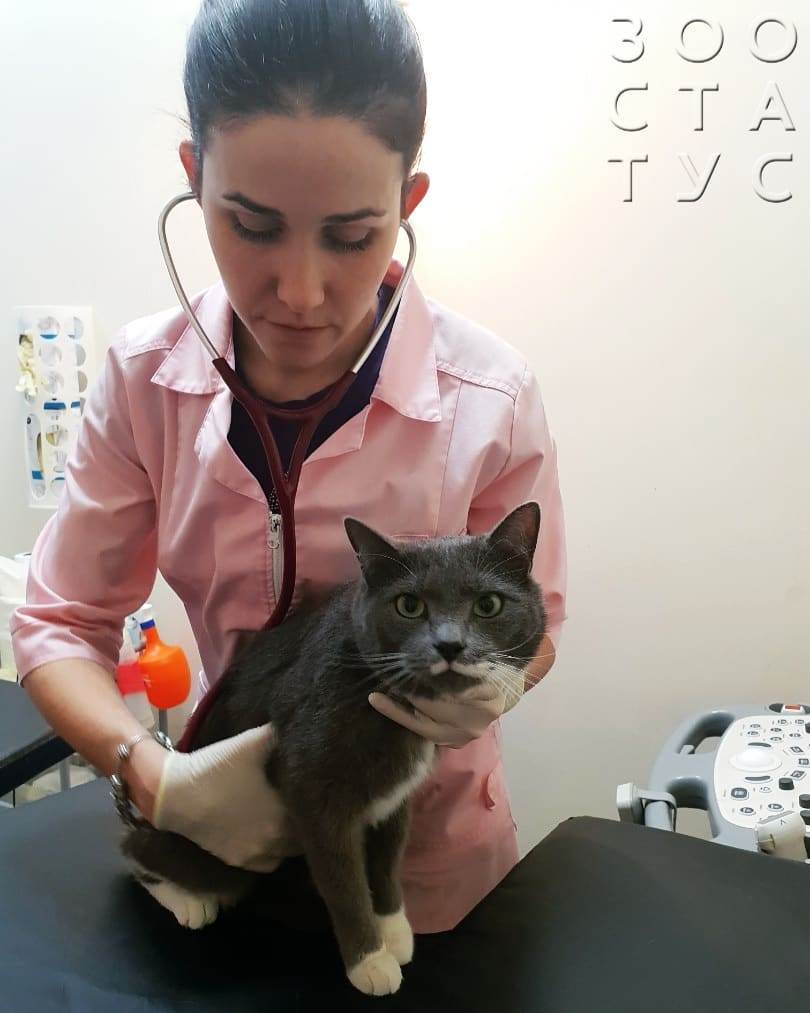 Сердечный приступ у кошек Фото инфаркт у кошки