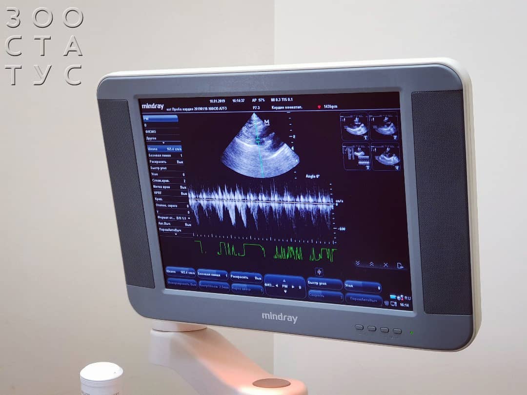 Сердечный приступ у кошек Фото инфаркт у кошки