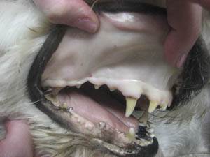 Шок у собак Фото