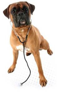 Шумы в сердце у собак Фото