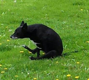 Собака ездит на попе Фото