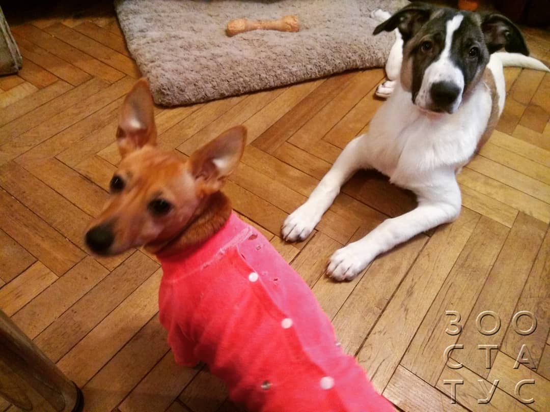 Скачок роста у щенков крупных пород Фото скачок роста у щенков