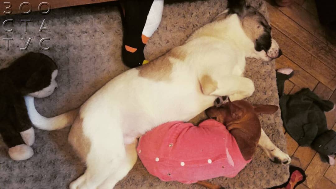 Скачок роста у щенков крупных пород Фото скачок роста у щенков