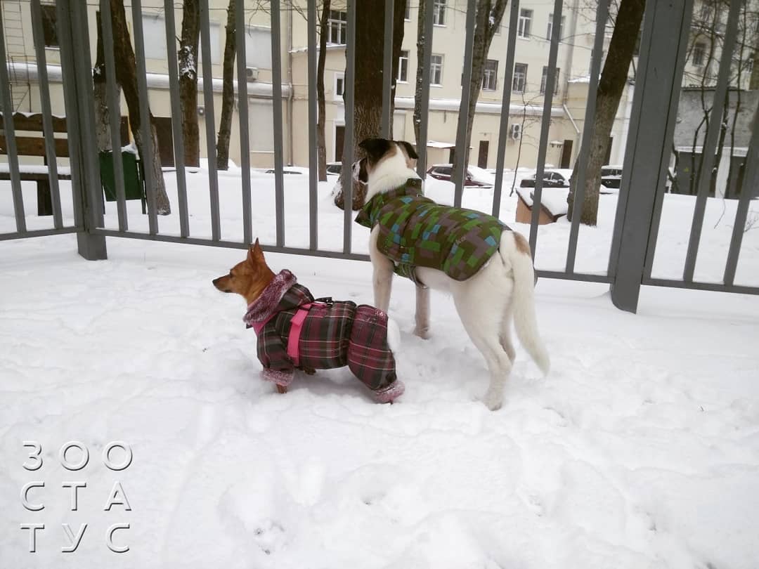 Скачок роста у щенков крупных пород Фото скачок роста у щенков