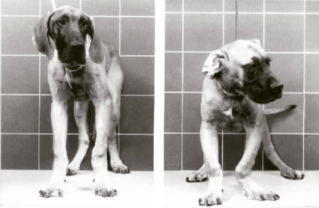 Скачок роста у щенков крупных пород Фото скачок роста у щенков