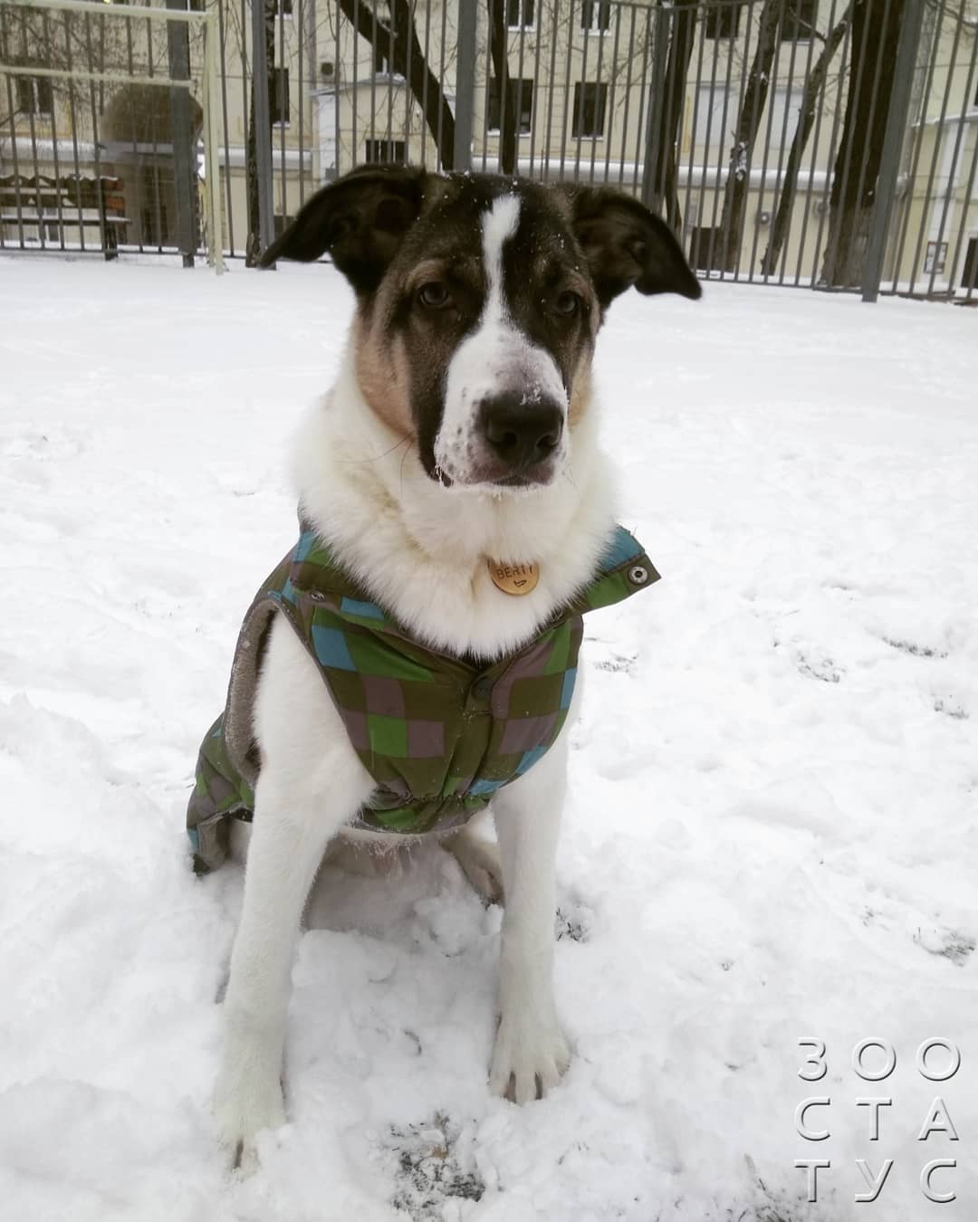 Скачок роста у щенков крупных пород Фото скачок роста у щенков