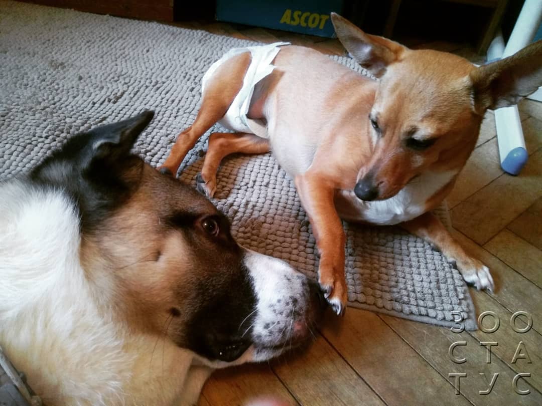 Скачок роста у щенков крупных пород Фото скачок роста у щенков