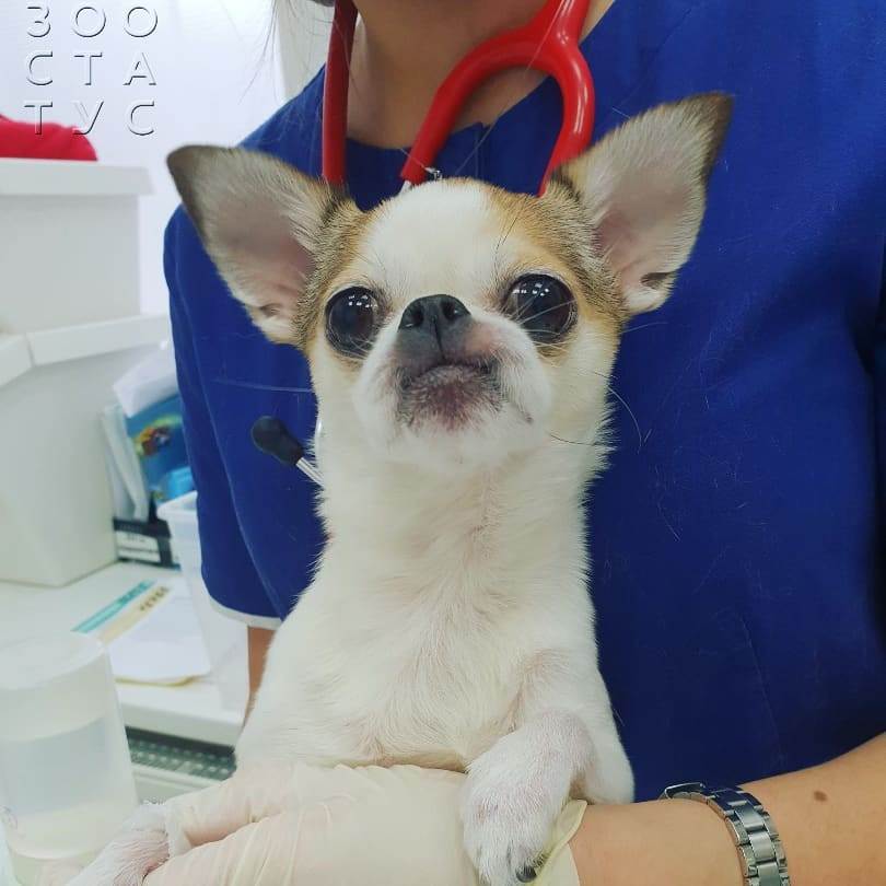 Слизь в кале у собаки
Фото слизь в кале у собак