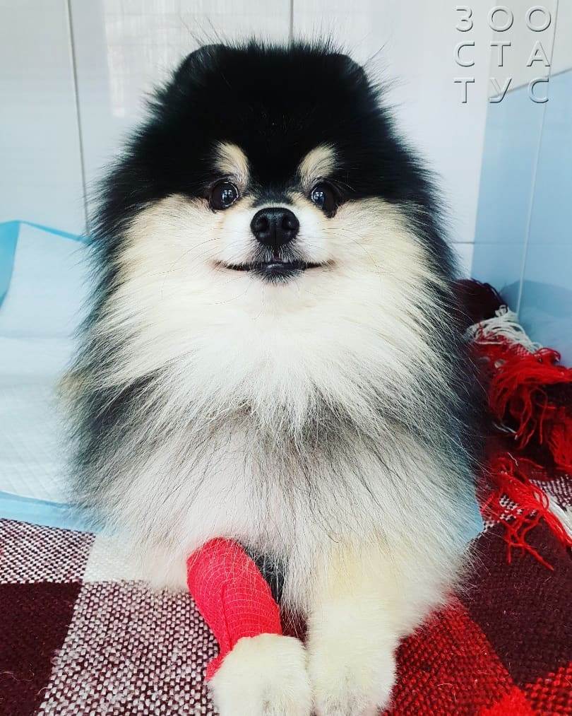 Слизь в кале у собаки
Фото слизь в кале у собак