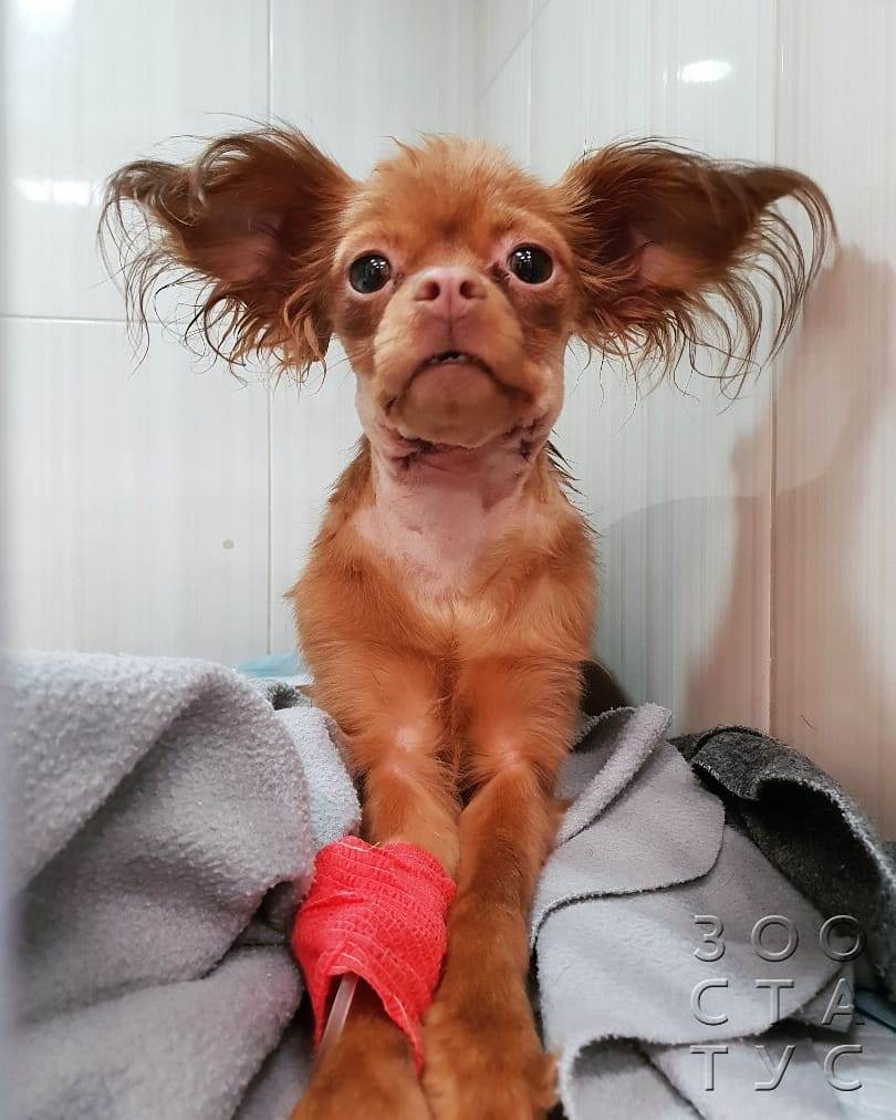 Слизь в кале у собаки
Фото слизь в кале у собак